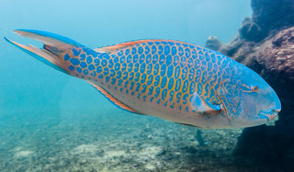 Parrot Fish
