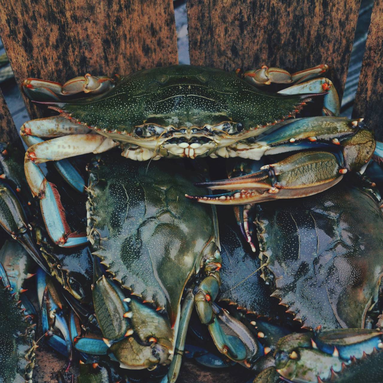 Crabs frozen