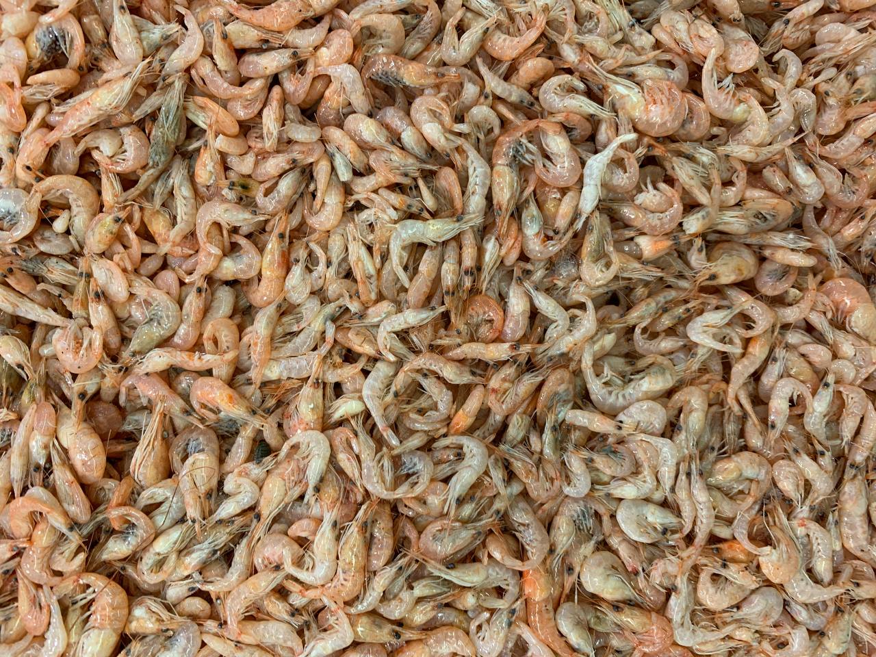 Shrimps Frozen