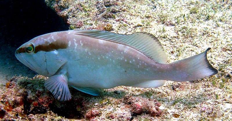 Grouper