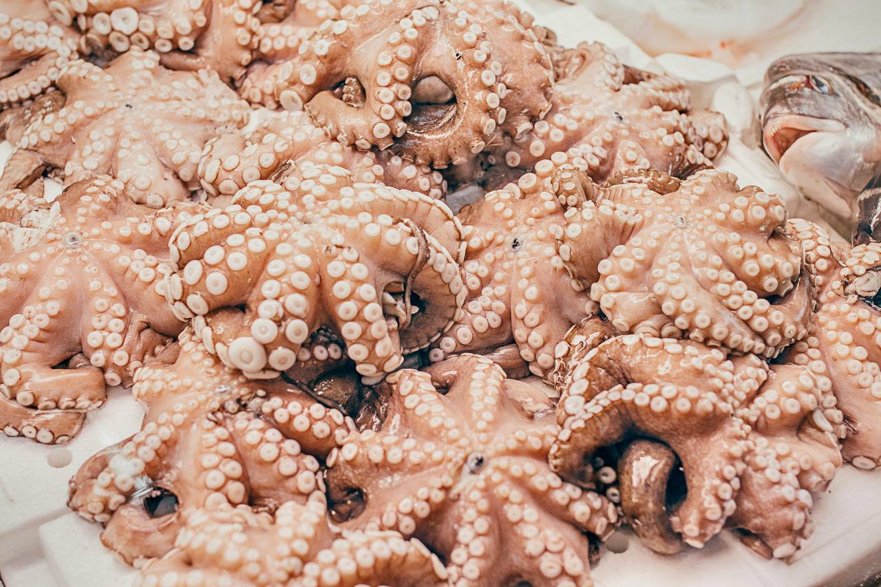 Octopus