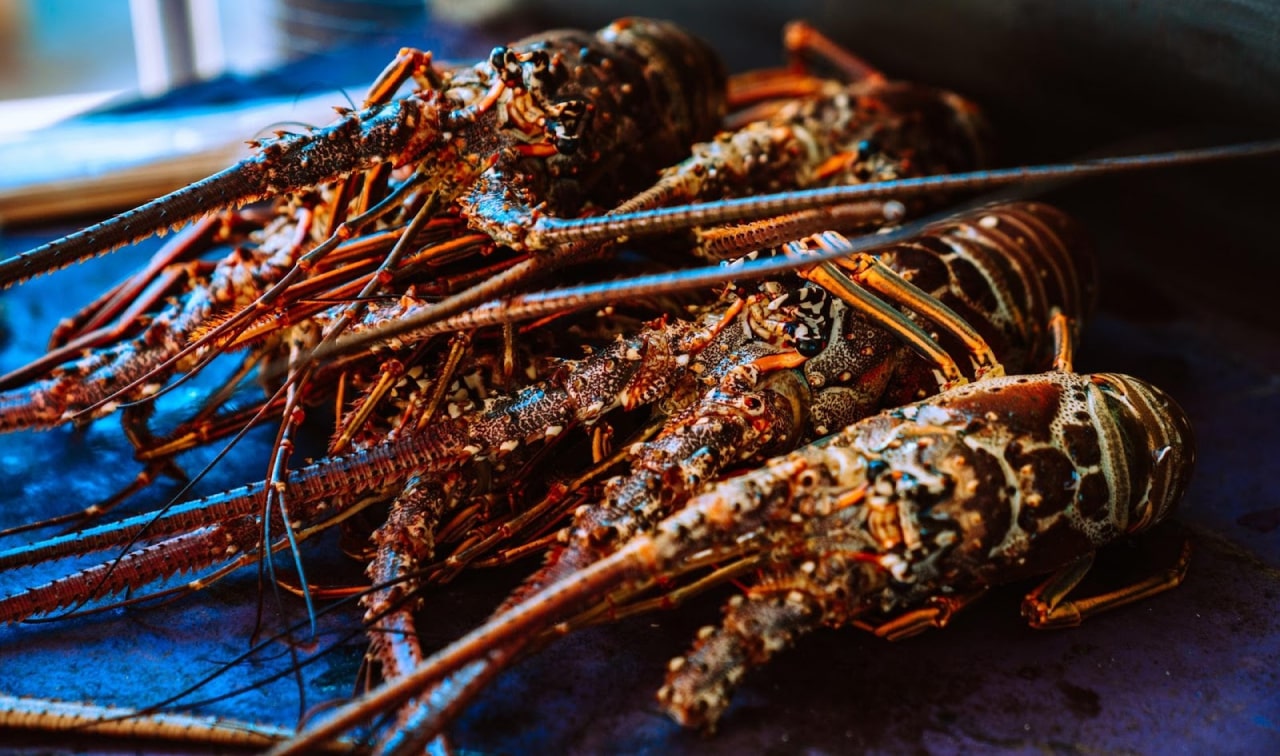 Lobsters: Live, Fresh, Frozen