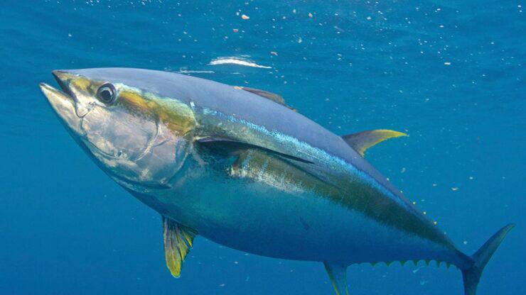 White and Yellowfin Tuna
