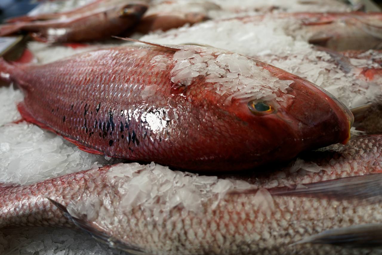Red Mullet